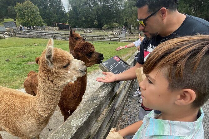 Sheep World Country Tour from Auckland - An Honest, In-Depth Look at the Sheep World Country Tour