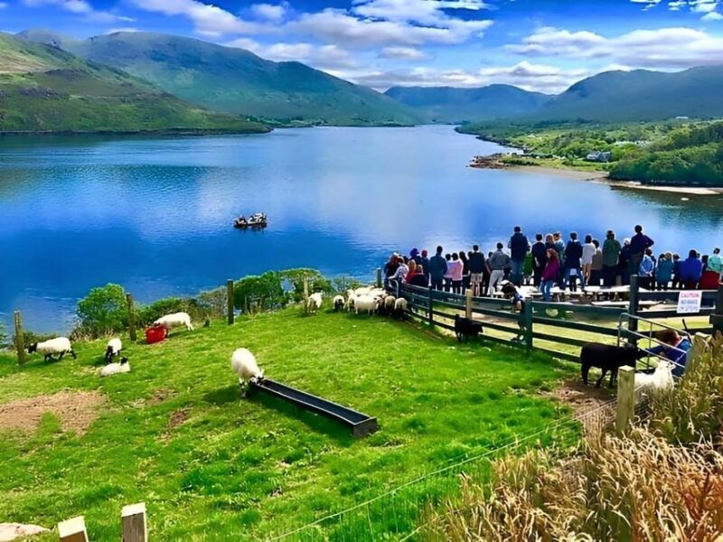 sheepdog-herding-demo-on-working-sheep-farm-galway-guided