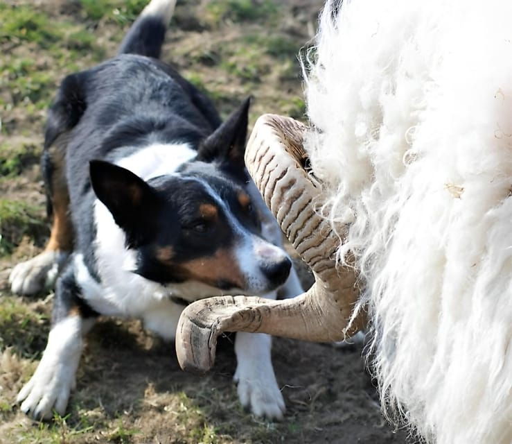 sheepdog-herding-demo-on-working-sheep-farm-galway-guided