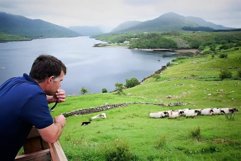 sheepdog-herding-demo-on-working-sheep-farm-galway-guided
