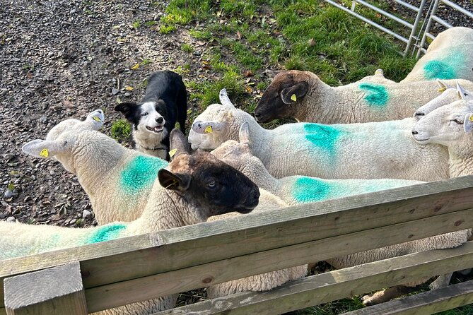 sheepdogs-in-the-countryside-authentic-dubliners-city-tour-combo