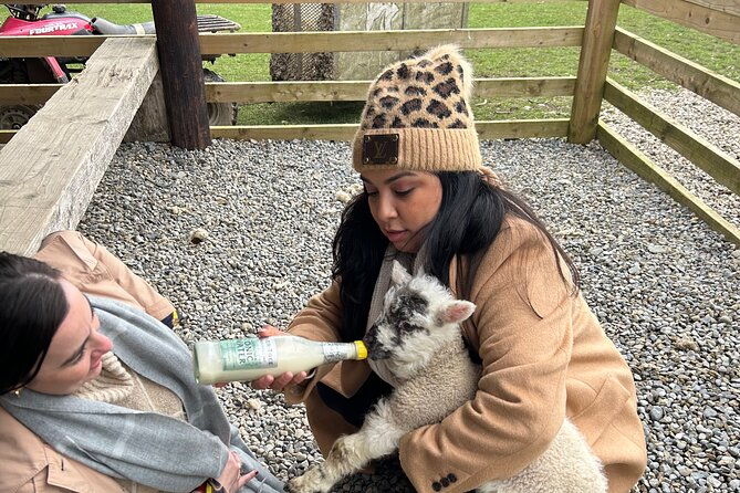 sheepdogs-in-the-countryside-authentic-dubliners-city-tour-combo