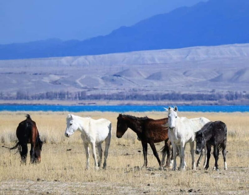 Shell beach Turtle head and Kok-Moinok canyons - Who Will Love This Tour?