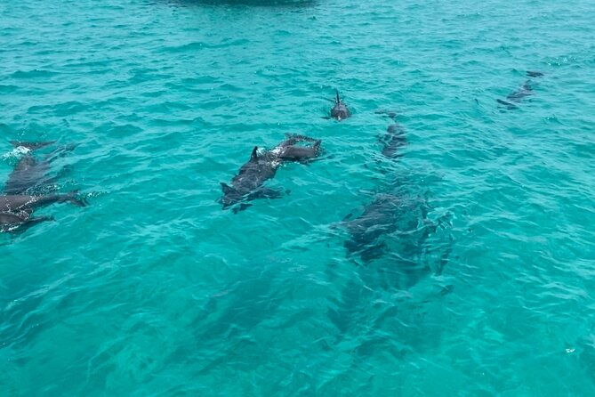 shell-island-dolphin-sightseeing-boat-tour