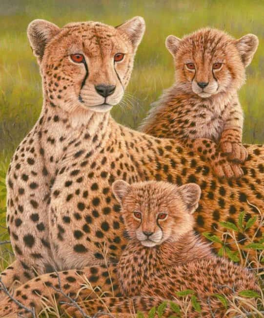 Sheopur: Kuno National Park Jeep jungle Safari - What Past Visitors Say  