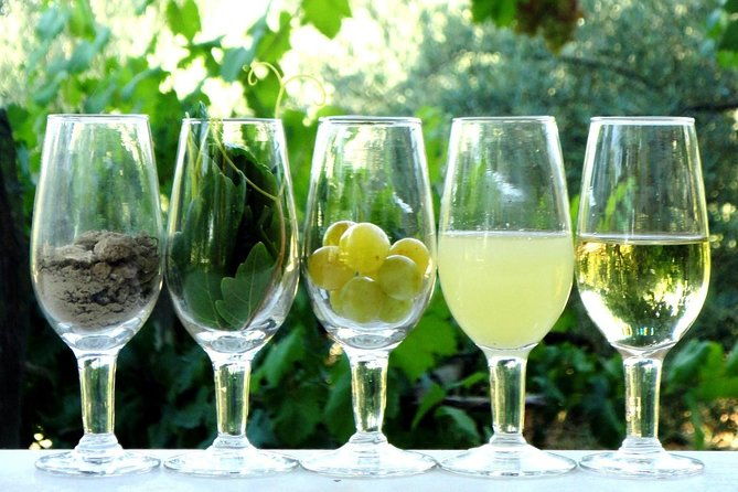 sherry-experience-in-the-vineyard