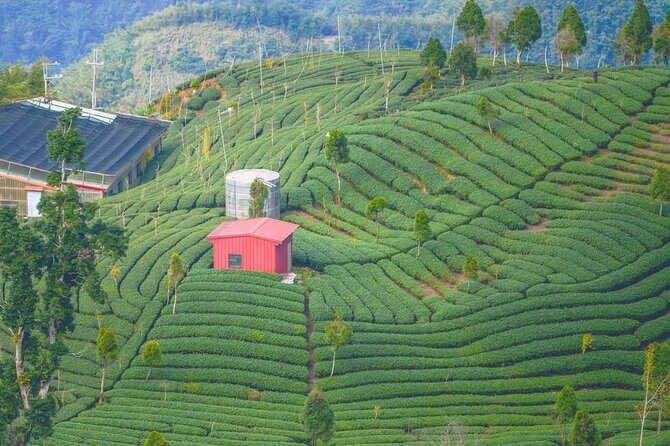 Shiding Tea Township Half-Day Tour from Taipei - The Overall Experience: What Works Well