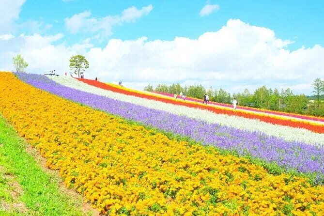 Shikisai-no-Oka and Furano Tour with buffet lunch from Sapporo - An In-Depth Look at the Itinerary