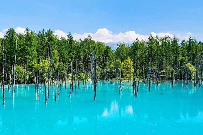 Shikisai-no-Oka Fairy Terrace Tour, optional lunch from Sapporo - A Full Breakdown of the Tour Experience