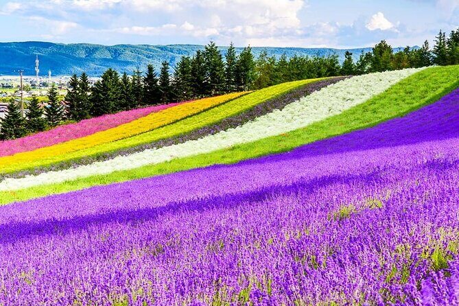 Shikisai-no-Oka Fairy Terrace Tour, optional lunch from Sapporo - Food and Additional Inclusions