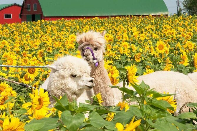 Shikisai-no-Oka Fairy Terrace Tour, optional lunch from Sapporo - Who Would Love This Tour?