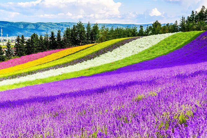 Shikisai-no-Oka Fairy Terrace Tour, optional lunch from Sapporo - The Sum Up