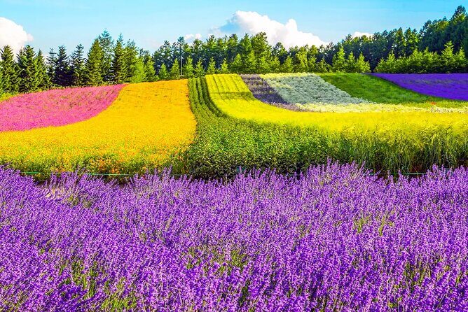 Shikisai-no-Oka Fairy Terrace Tour, optional lunch from Sapporo - FAQ