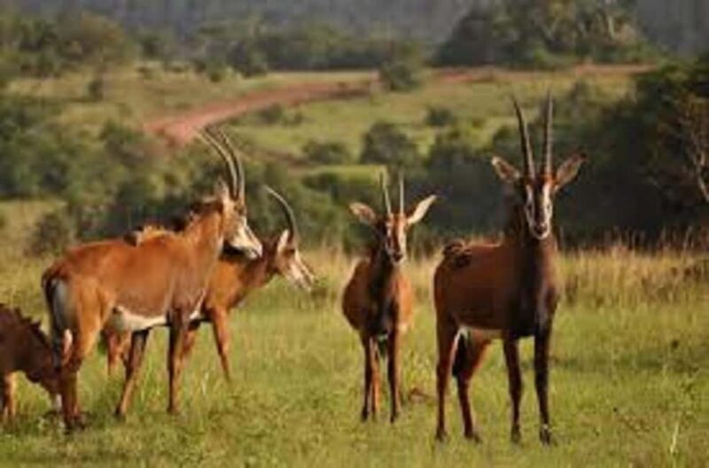 Shimba Hills: Game Drive, Waterfall Hike, and Lunch - Key Points