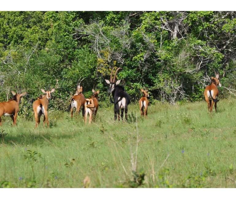 Shimba Hills National Reserve Day Trip from Diani - Why This Tour Offers Good Value