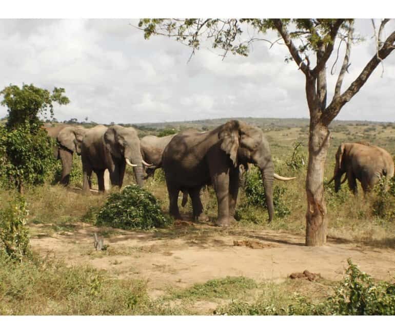 Shimba Hills National Reserve Day Trip from Diani - Who Is This Tour Best For?