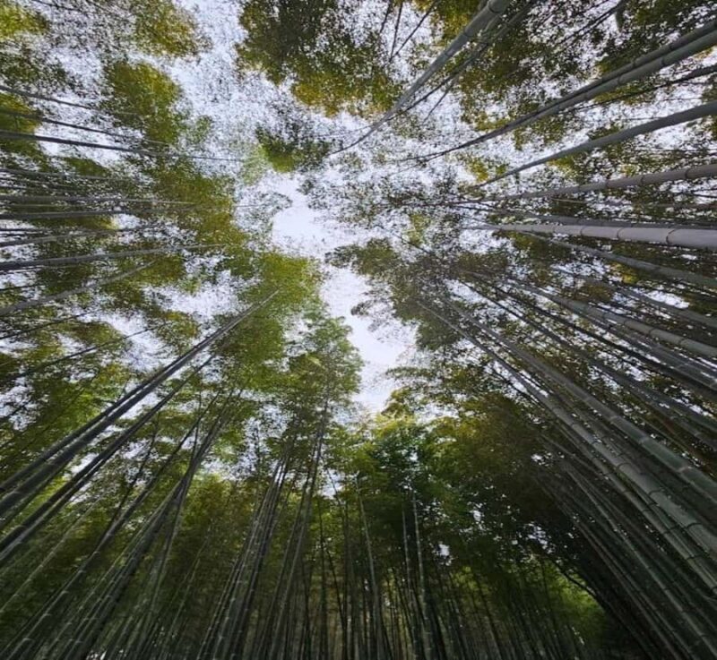 Shimizu: Kyoto Private Custom Day Tour with English guide - An In-Depth Look at the Experience