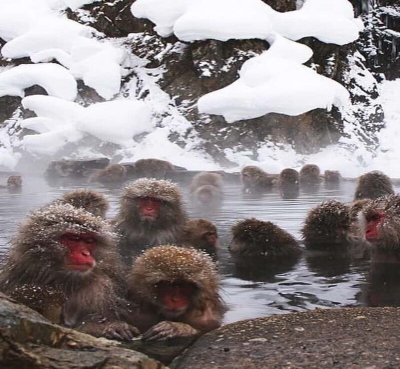 Shimizu: Nagano full-day Private Tour - Discovering Nagano’s Unique Charm in a Day