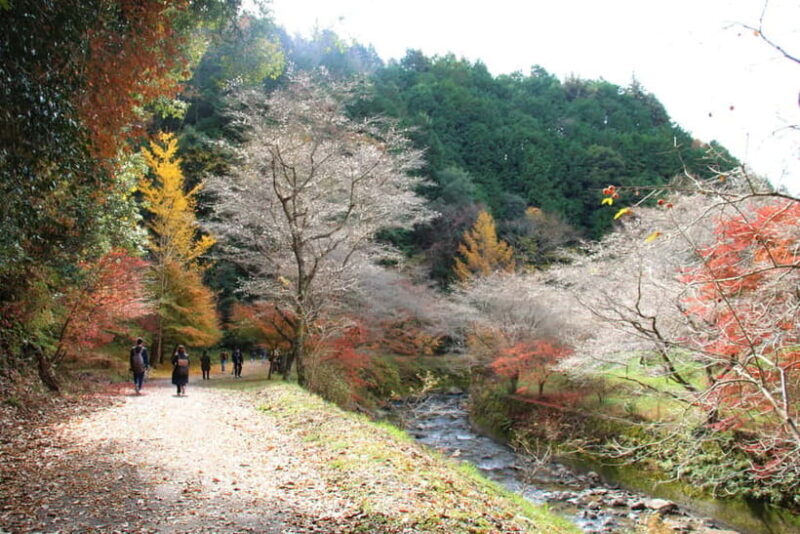Shin-Toyota: Korankei/Obara Bus Tour with Persimmon Tasting - FAQ
