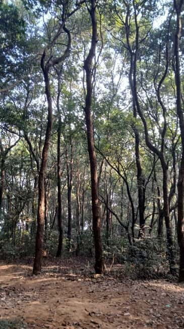 Shivapuri Nagarjun: Half-Day Hiking to Jamacho Gumba - How to Maximize Your Experience