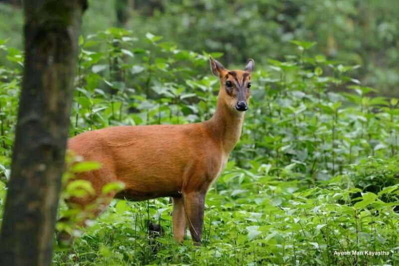shivapuri-national-park-hike-scenic-day-trek