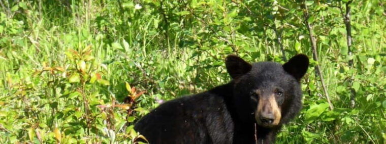 shivapuri-national-park-hike-scenic-day-trek