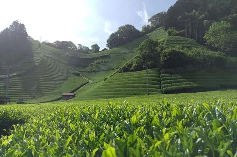 Shizuoka: 6-hour Private Tour & Japanese Tea Farm w/ Vehicle - Practical Tips for Your Tour