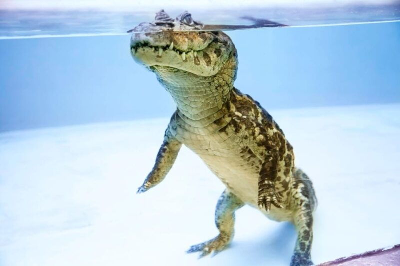 shizuoka-atagawa-tropical-alligator-garden-entrance