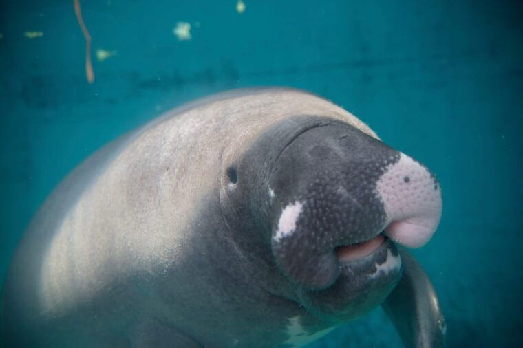 shizuoka-atagawa-tropical-alligator-garden-entrance