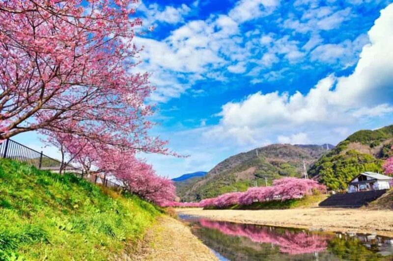 Shizuoka: Cherry Blossom, Plum Garden, & Fruit picking Tour - Key Points