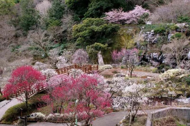 Shizuoka: Cherry Blossom, Plum Garden, & Fruit picking Tour - Exploring the Kawazu Cherry Blossom Festival