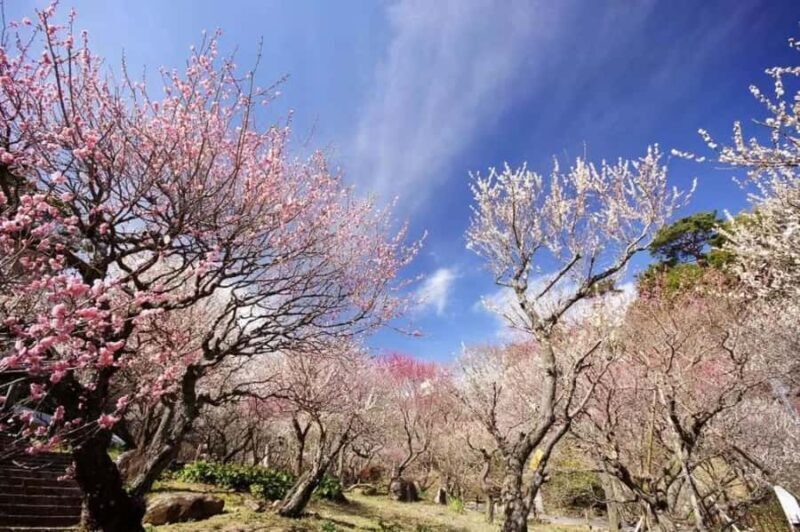 Shizuoka: Cherry Blossom, Plum Garden, & Fruit picking Tour - Strawberry Picking at Izu Fruit Park