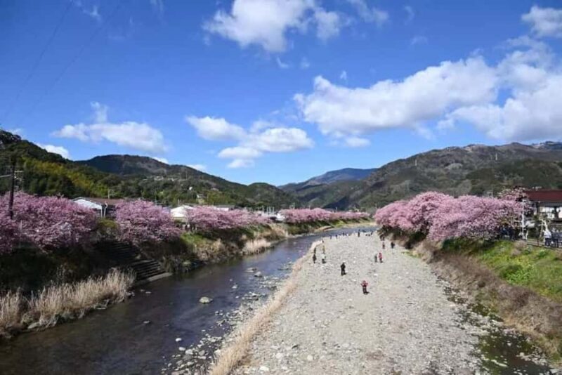 Shizuoka: Cherry Blossom, Plum Garden, & Fruit picking Tour - The Itinerary Breakdown
