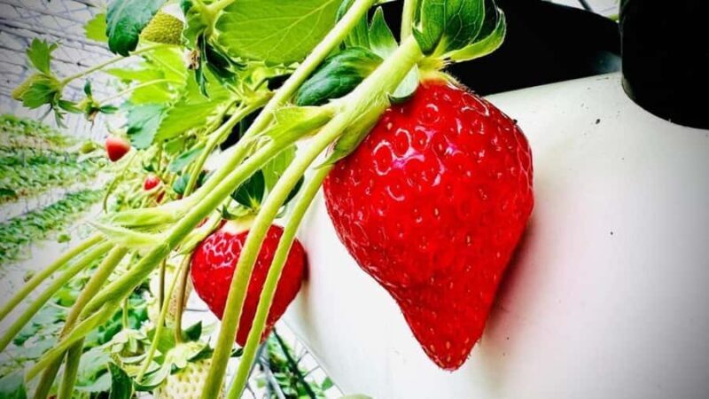 Shizuoka: Cherry Blossom, Plum Garden, & Fruit picking Tour - Who Would Love This Tour?