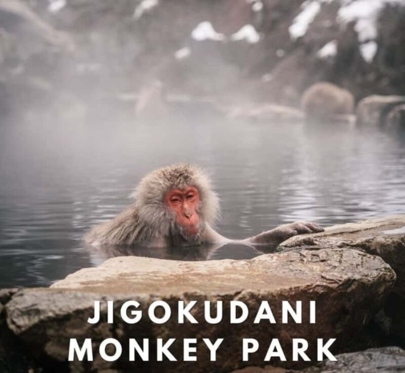 Shizuoka: Nagano Snow monkey park & Heritage Private Tour - Key Points