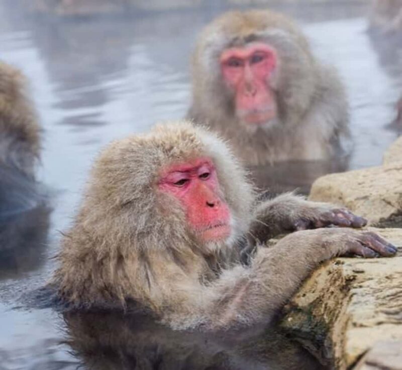 Shizuoka: Nagano Snow monkey park & Heritage Private Tour - Why This Tour Works for You