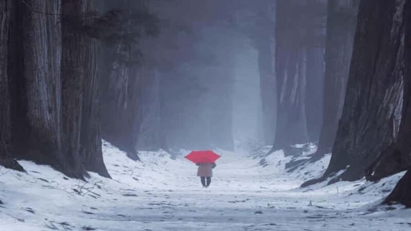 Shizuoka: Nagano Snow Monkey Park Private Day Trip - Who Would Love This Tour?