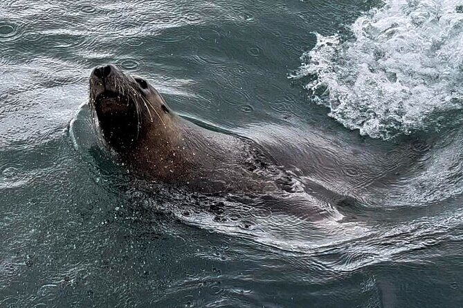 Shoalwater Islands Marine Park Cruise with Lunch - A Detailed Look at the Shoalwater Islands Marine Park Cruise