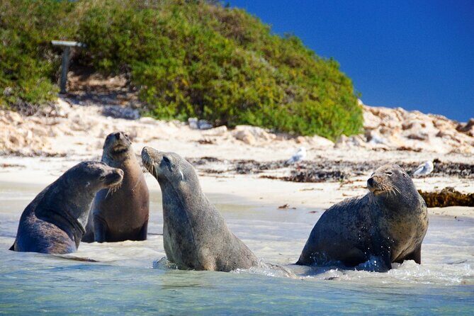 Shoalwater Islands Marine Park Cruise with Lunch - Who Should Consider This Tour?