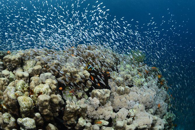 Shore Certified Diving - Two Dives - Who Should Consider This Tour?
