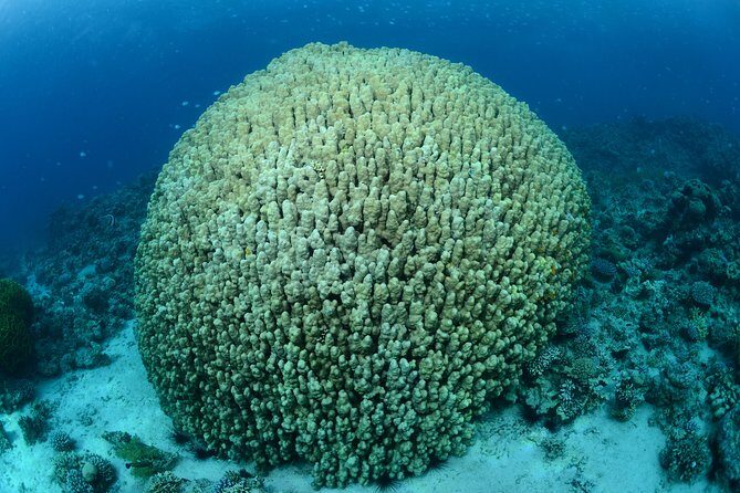 Shore Certified Diving - Two Dives - FAQ