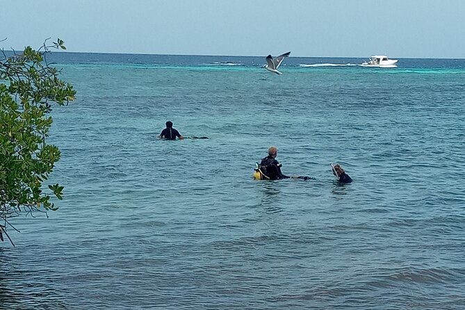 shore-dive-aruba-for-certified-divers