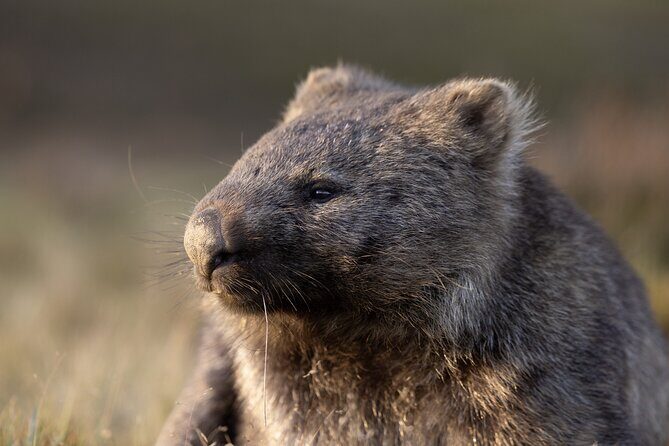 Shore Excursion Burnie to Cradle Mountain - Discovering Tasmania’s Wild Side: What to Expect