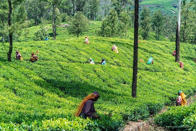 Shore Excursion Colombo Port to Kandy & Tea Factory - In-Depth Tour Breakdown