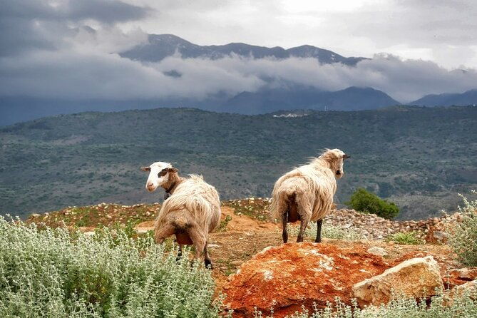 shore-excursion-crete-cave-of-zeus-palace-of-knossos-villages