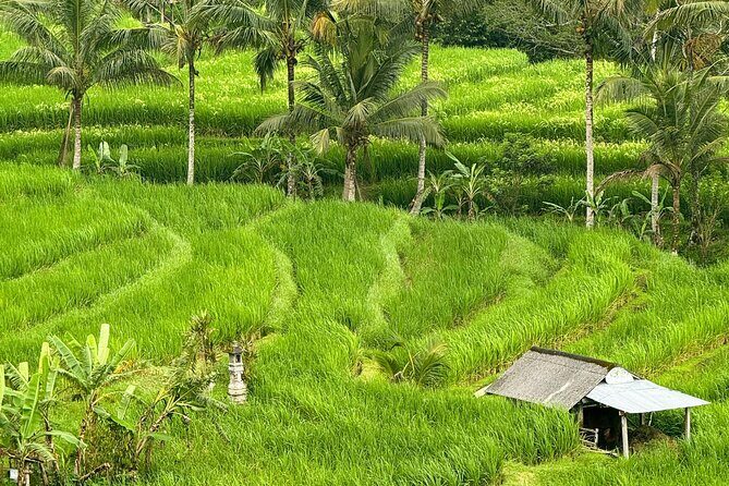 Shore Excursion Cruise Ship From Celukan Bawang Port - In-Depth Look at the Bali Shore Excursion