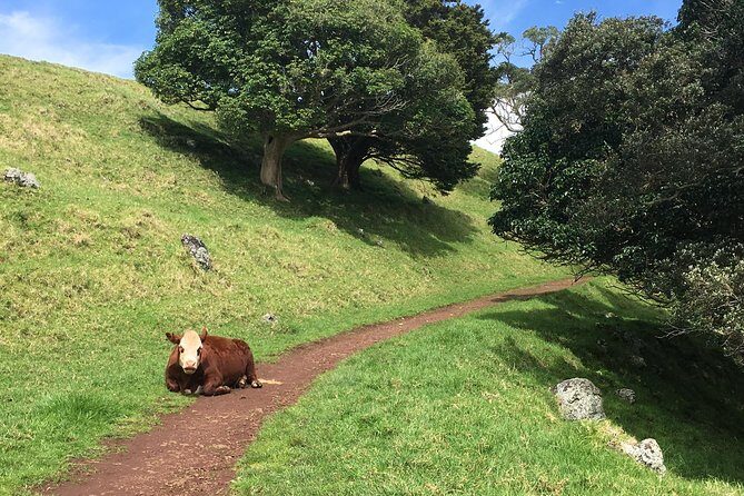 Shore Excursion: Half-Day Auckland Volcanoes Tour - Frequently Asked Questions