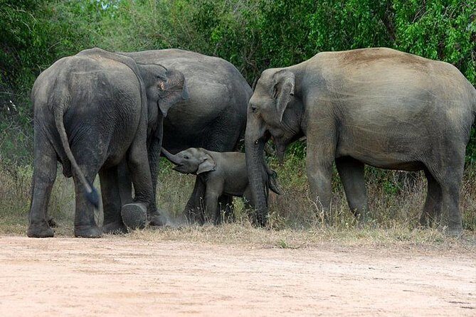 Shore Excursion Hambantota Port to Yala Safari and Come back(All Inclusive) - Experience Review: Shore Excursion from Hambantota Port to Yala Safari