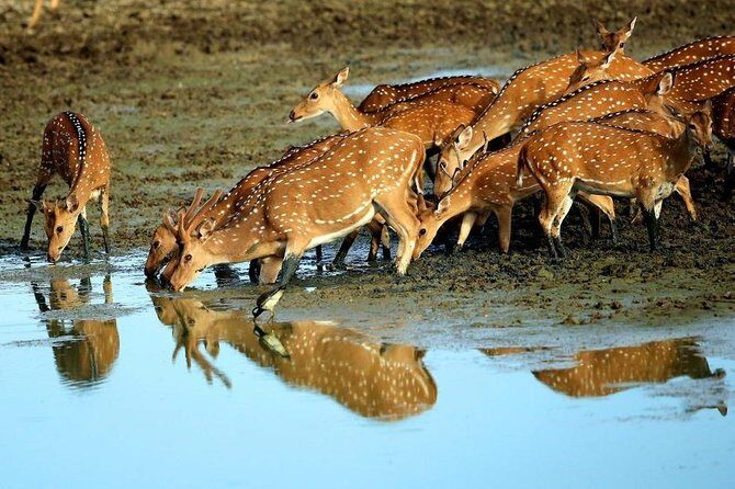 Shore Excursion Hambantota Port to Yala Safari and Come back(All Inclusive) - Detailed Breakdown of the Tour