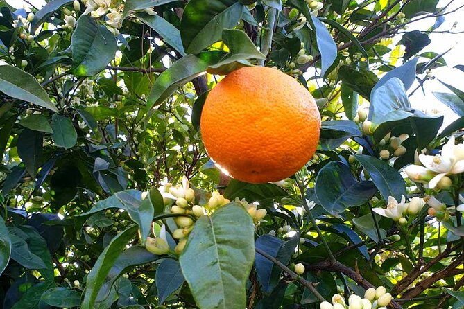 shore-excursion-in-santorini-2